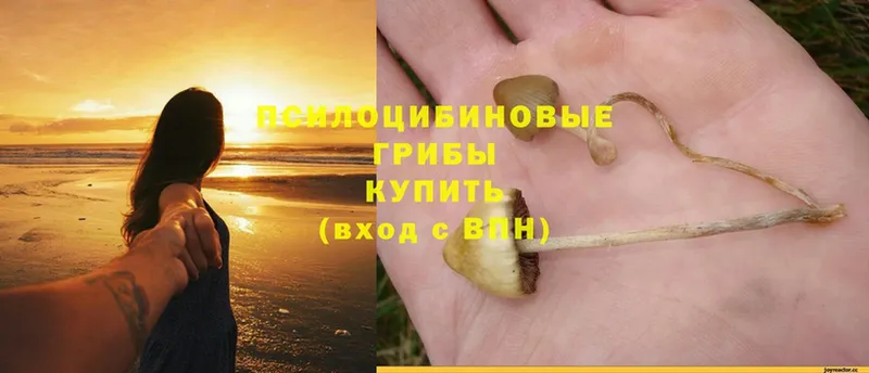 Галлюциногенные грибы Magic Shrooms  Камышин 